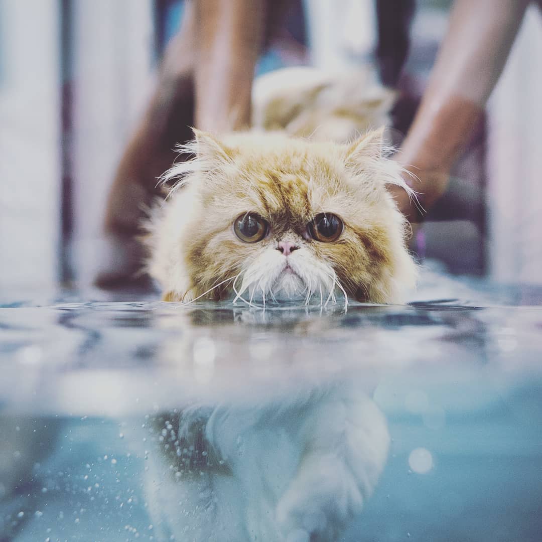 cat in hyrdo